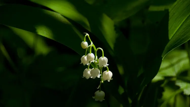 Maiglöckchen (Convallaria majalis) in Weiß für eine im Frühling blühende Blume