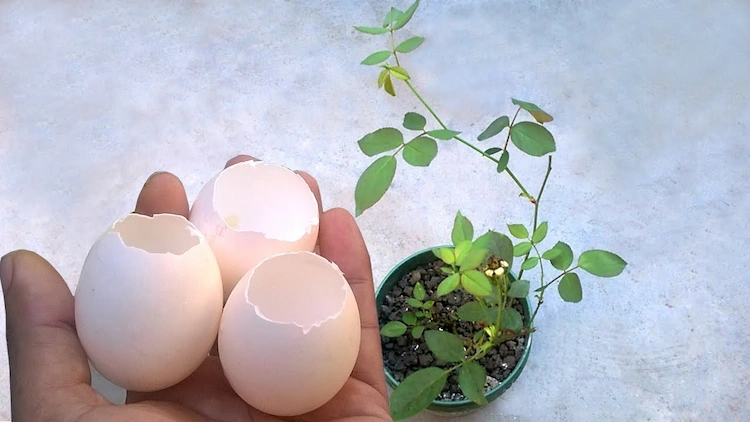 Mit Eierschalen können Sie Ihren Pflanzen helfen, einen Kalziumschub zu bekommen