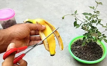 Mit einer solchen selbstgemachten Rosendünger können Sie mehr Blüten erzielen