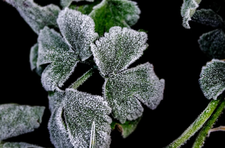 Nicht alle Pflanzen sind gleichermaßen anfällig für Frost
