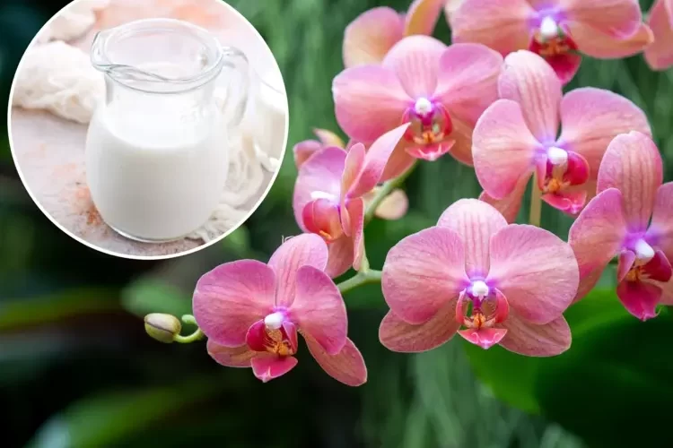 Orchidee düngen mit Milch - Wie und wie oft anwenden