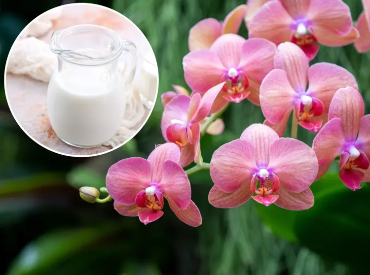 Orchidee düngen mit Milch - Wie und wie oft anwenden