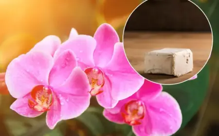 Orchideen düngen mit Hefe - Tipps und richtige Anwendung