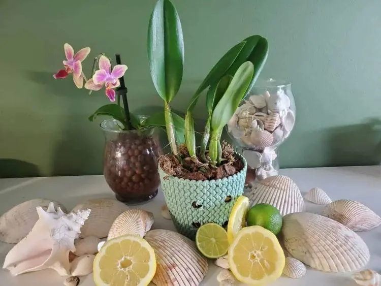 Orchideen mit Zitronenwasser gießen Anleitung