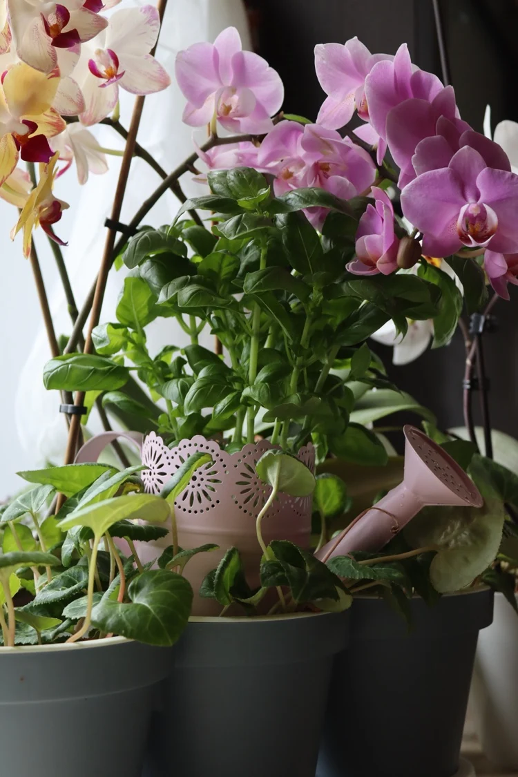 Orchideen zusammen mit anderen Pflanzen halten