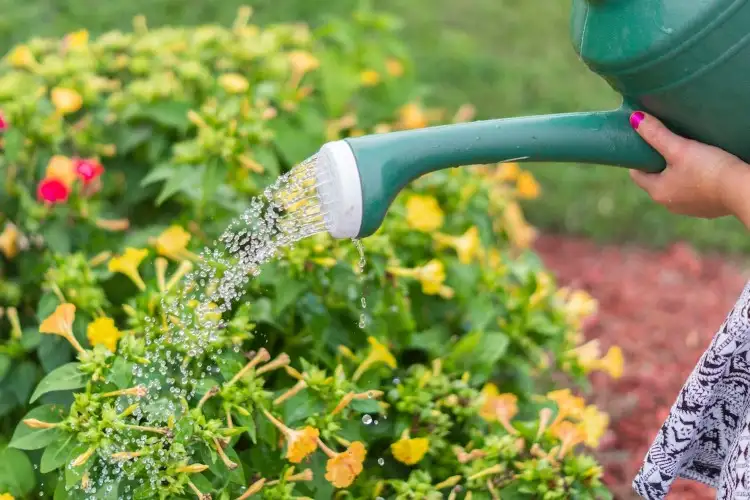 Pflanzen mit Zuckerwasser gießen Anleitung Nutzen bringen