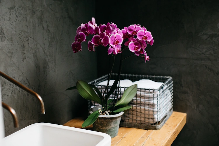 Phalaenopsis-Orchideen sind tropische Pflanzen und lieben Feuchtigkeit