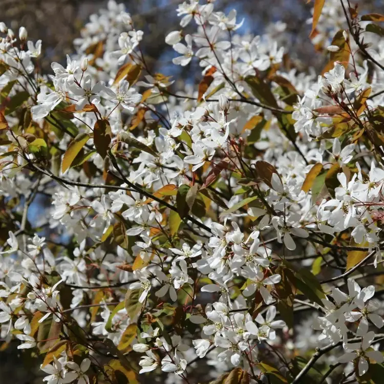 Schirm-Kupferfelsenbirne (Amelanchier lamarckii) mit weißen Blüten und breitem Wuchs