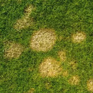 Schneeschimmel im Rasen behandeln und vorbeugen - Tipps für den Garten