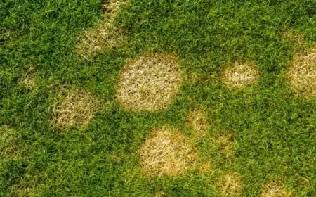 Schneeschimmel im Rasen behandeln und vorbeugen - Tipps für den Garten