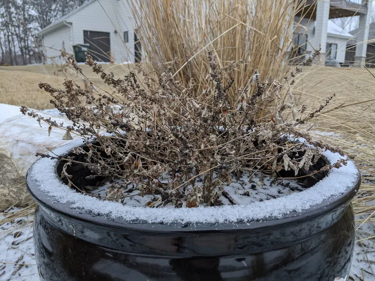 Sommerflieder bei Frostschäden - Welche Maßnahmen zum Retten der Pflanze nötig sind