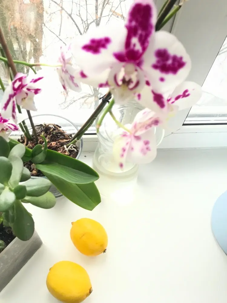 Sprühmittel mit Zitronen für Orchideen als Blattpflege