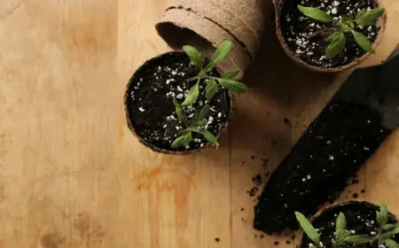 Tomaten selber ziehen - Anleitung und Schritte für eigene Tomatenpflanzen