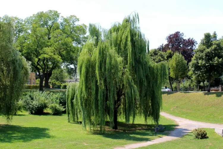 Trauerweide (Salix alba Tristis) in den Garten pflanzen als romantischer Sonnenschirm