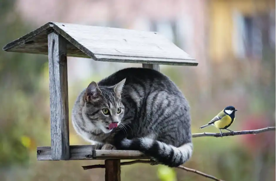 Versuchen Sie Ihre Katze zu kontrollieren, um die Vogeljagd zu minimieren