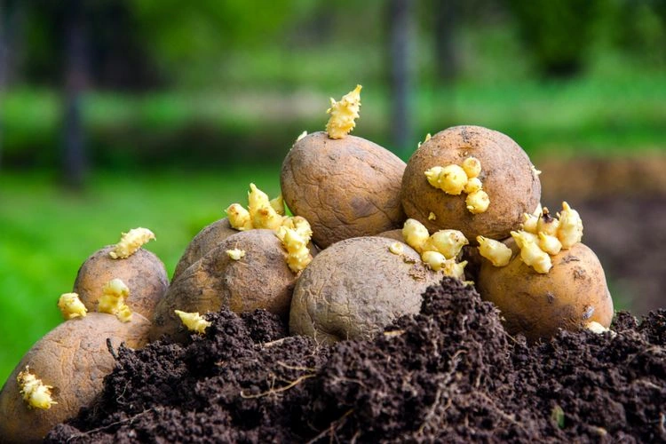 Wann sollte man Kartoffeln mit Keimen einpflanzen?