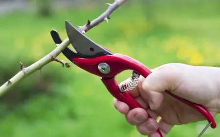 Wann sollten Rosen zurückgeschnitten werden?