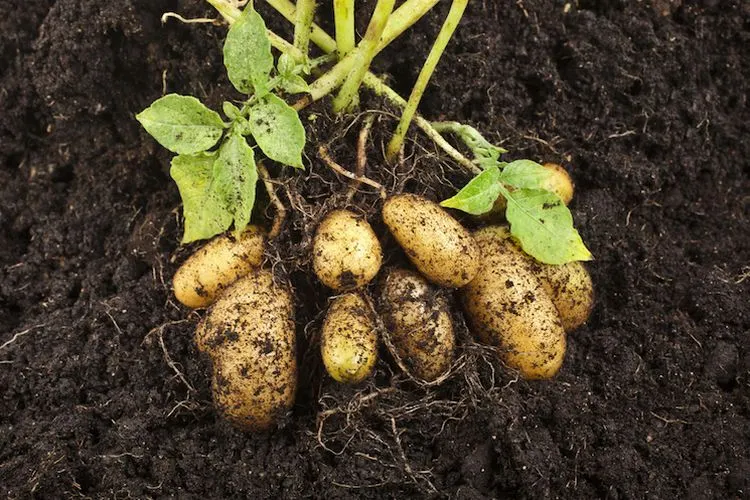 Wann und wie man Kartoffeln anbaut