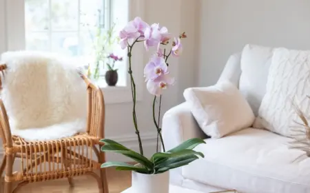 Was ist der optimale Standort für Orchideen und welche Wachstumsbedingungen geeignet sind