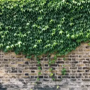 Was sind die Vor- und Nachteile der Efeu-Pflanze für das Haus