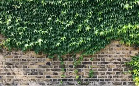Was sind die Vor- und Nachteile der Efeu-Pflanze für das Haus