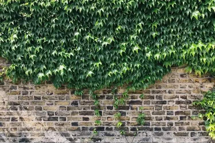 Was sind die Vor- und Nachteile der Efeu-Pflanze für das Haus