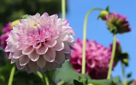 Welche Blumenzwiebel soll man im März pflanzen, damit sie im Sommer blühen?