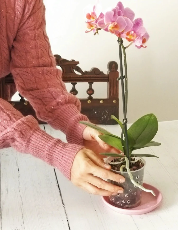 Wie der Orchideen-Topf die Luftfeuchtigkeit erhöhen kann