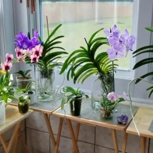 Wie kann man die Luftfeuchtigkeit regulieren für gesunde Orchideen