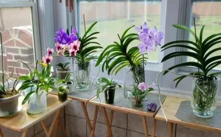 Wie kann man die Luftfeuchtigkeit regulieren für gesunde Orchideen