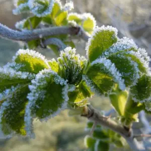 Wie können Sie blühende Bäume vor Frost schützen