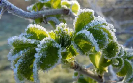 Wie können Sie blühende Bäume vor Frost schützen