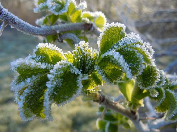 Wie können Sie blühende Bäume vor Frost schützen
