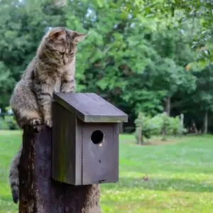 Wie man den Nistkasten und das Vogelhaus vor Katzen schützen kann