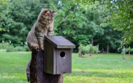 Wie man den Nistkasten und das Vogelhaus vor Katzen schützen kann