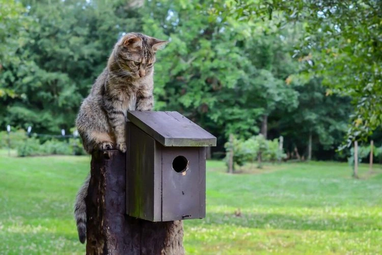 Wie man den Nistkasten und das Vogelhaus vor Katzen schützen kann