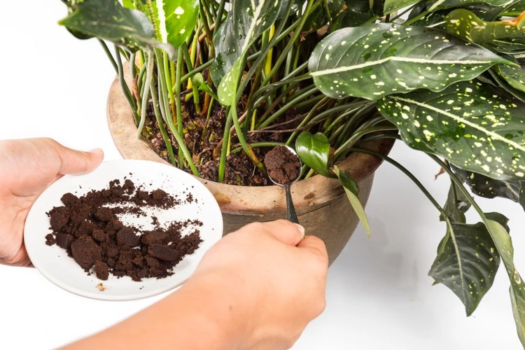 Zimmerpflanze mit Kaffeeresten düngen