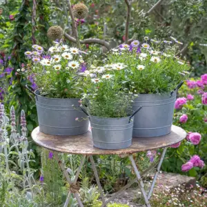 Zinktöpfe mit Blumen bepflanzen diesen Frühling für eine schöne Ecke im Garten