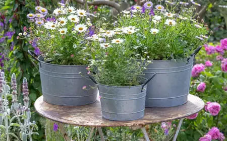 Zinktöpfe mit Blumen bepflanzen diesen Frühling für eine schöne Ecke im Garten