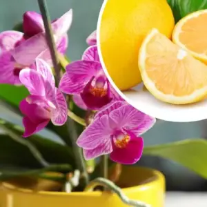 Zitronen für Orchideen gut für die Blätter