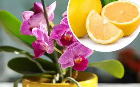 Zitronen für Orchideen gut für die Blätter