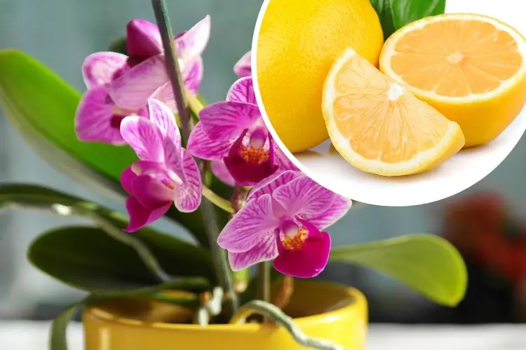 Zitronen für Orchideen gut für die Blätter