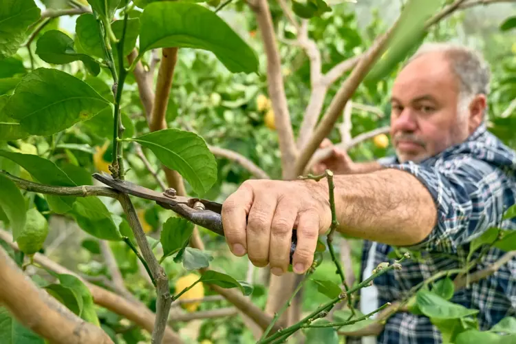 Zitronenbaum richtig schneiden - Anleitung für den Pflegeschnitt der Triebe