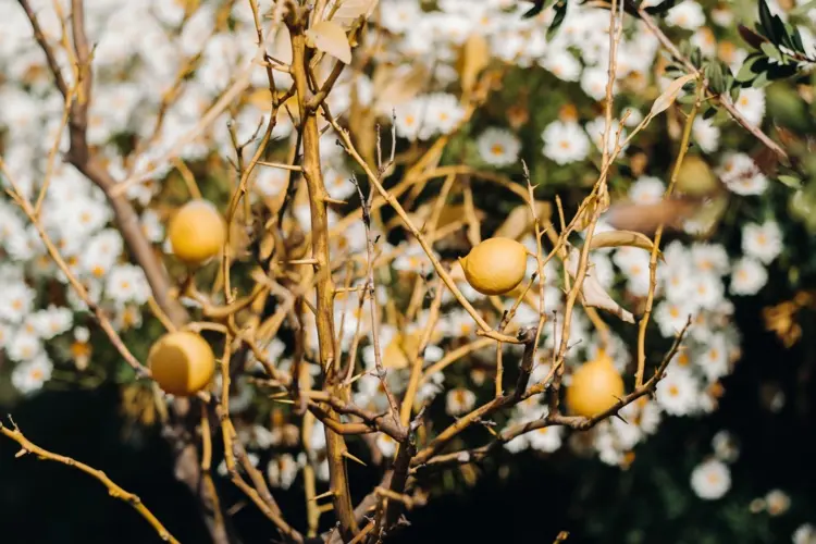 Zitronenbaum schneiden im Frühling zum Verjüngen
