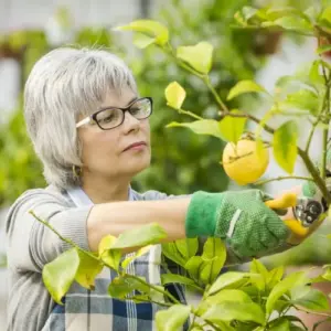 Zitronenbaum schneiden im Winter oder Frühling - Tipps für Pflege- und Formschnitt