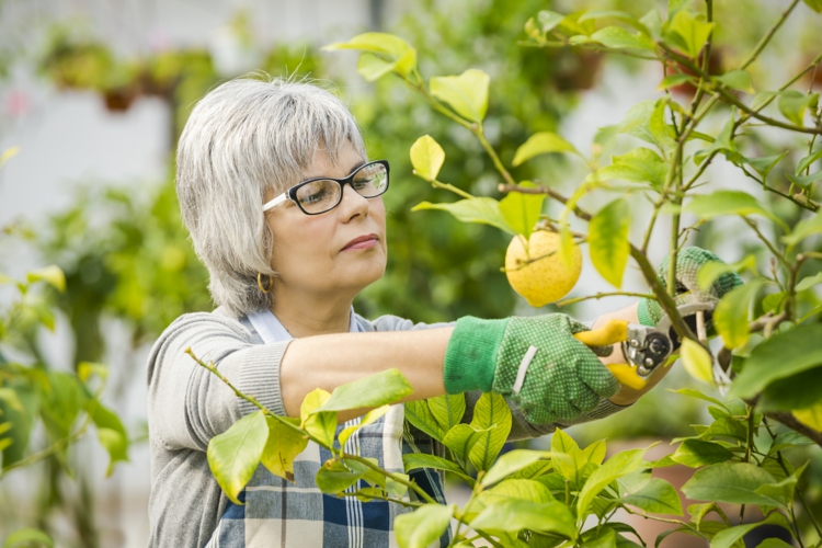 Zitronenbaum schneiden im Winter oder Frühling - Tipps für Pflege- und Formschnitt