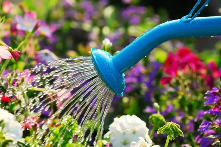 Zuckerwasser gut für Pflanzen oder nicht