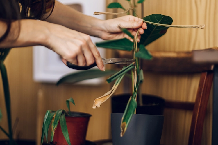 Trim dead or diseased leaves from indoor plants and keep them healthy