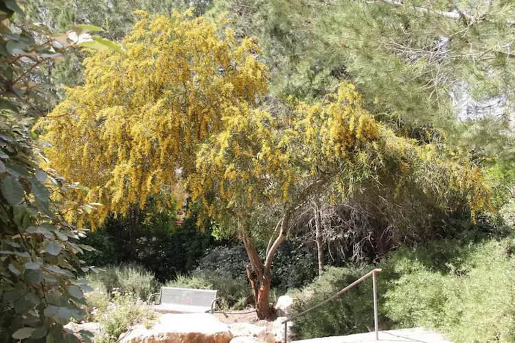 akazien mit gelben blüten als schnell wachsende bäume für den garten wählen und lange zeit genießen