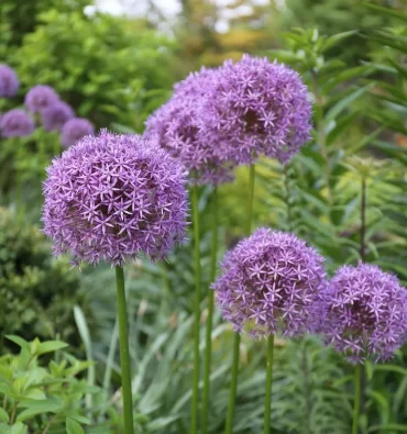 alium gehört zur familie der zwiebelgewächse